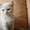 котенок скоттиш страйт - Изображение #3, Объявление #234891