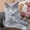 котенок скоттиш страйт - Изображение #2, Объявление #234891