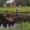 Усадьба Тихая отдых на берегу озера Обстерно (Браславские Озера) - Изображение #5, Объявление #276763