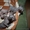 Котята Донского сфинкса - Изображение #2, Объявление #255350