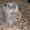 Британский кот приглашает кошечку на вязку - Изображение #1, Объявление #334798