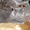 Британский кот приглашает кошечку на вязку - Изображение #2, Объявление #334798