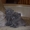 шотландские котята /скоттиш страйт и скоттиш фолд - Изображение #1, Объявление #657513