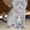 шотландские котята /скоттиш страйт и скоттиш фолд - Изображение #3, Объявление #657513