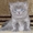 шотландские котята /скоттиш страйт и скоттиш фолд - Изображение #2, Объявление #657513