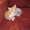 котик ждет доброго хозяина - Изображение #3, Объявление #670017