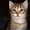 Дарю симпатичных, умных, ласковых котят - Изображение #1, Объявление #705995