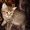 Дарю симпатичных, умных, ласковых котят - Изображение #3, Объявление #705995