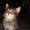 Дарю симпатичных, умных, ласковых котят - Изображение #5, Объявление #705995