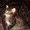Дарю симпатичных, умных, ласковых котят - Изображение #6, Объявление #705995