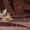 Абиссинские котята - мальчики и девочки - Изображение #2, Объявление #768300