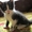 Дарю очаровательных котят, приученных к лотку - Изображение #1, Объявление #910369