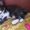 Дарю очаровательных котят, приученных к лотку - Изображение #3, Объявление #910369