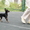Продаются подрощенные щенки русского тоя (той терьер) - Изображение #2, Объявление #996515