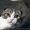 шотландский вислоухий котенок - Изображение #1, Объявление #1004974