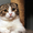 шотландский вислоухий котенок - Изображение #4, Объявление #1004974