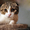 шотландский вислоухий котенок - Изображение #2, Объявление #1004974