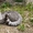 Шотландский вислоухий кот  окраса Вискас приглашает подругу в гости. #1027433