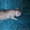 британские короткошерстные котята окраса "вискас" - Изображение #3, Объявление #1016642