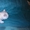 британские короткошерстные котята окраса "вискас" - Изображение #5, Объявление #1016642