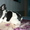 Самые красивые щенки французского бульдога - Изображение #2, Объявление #1036002