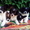 Высокопородные щенки папильонов от чемпионов - Изображение #3, Объявление #1117090