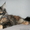Котята мейн-кун из питомника - Изображение #1, Объявление #1168287