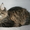 Котята мейн-кун из питомника - Изображение #2, Объявление #1168287