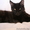 Котята мейн-кун из питомника #1168287