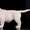 Золотистый (голден) ретривер щенки - Изображение #2, Объявление #1291953