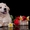 Золотистый (голден) ретривер щенки - Изображение #3, Объявление #1291953