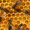 деревянные или пластиковые рабочие ульи и корпуса. перезимовавших пчёл #1376663