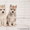 высокопородные шикарные щенки Хаски с шикарной родословной - Изображение #4, Объявление #1488927