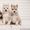 высокопородные шикарные щенки Хаски с шикарной родословной - Изображение #6, Объявление #1488927