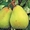 саженцы современных сортов груши, яблони, грецкого ореха - Изображение #1, Объявление #1246931