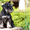 Элитные щенки цвергшнауцера, черного с серебром окраса - Изображение #2, Объявление #1633182