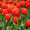 Тюльпаны на День влюбленных - Изображение #5, Объявление #1646849