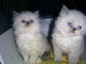подарок к 8-му марта-белые котята персидские  - Изображение #1, Объявление #11087