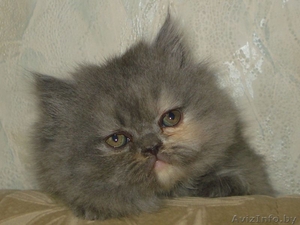 Персидские котята(девочки) - Изображение #1, Объявление #63188