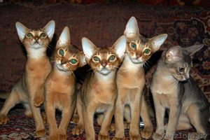 Абиссинские котята из питомника Exclusive ABY - Изображение #1, Объявление #78575