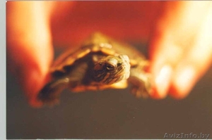 Приму в дар или куплю за символическую цену черепаху сухопутную!! - Изображение #1, Объявление #132425