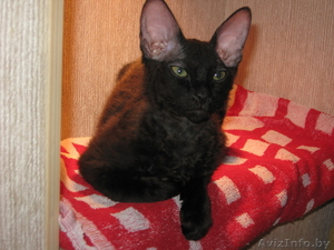 Продам котёнка Сфинкса, девочка, Чёрно-шоколадная, 4 месяца. - Изображение #2, Объявление #206945