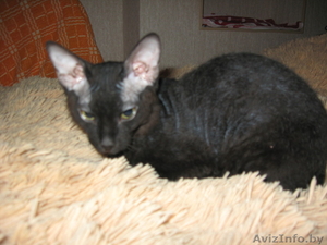Продам котёнка Сфинкса, девочка, Чёрно-шоколадная, 4 месяца. - Изображение #1, Объявление #206945