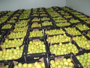Продаём яблоки польские Гольден - Изображение #1, Объявление #237958
