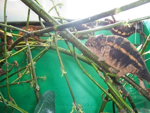 Продажа Экзотических животных.