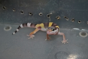 продажа детей эублефар дешево