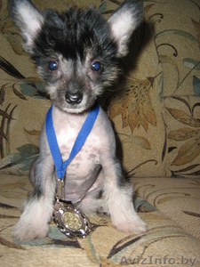 китайская хохлатая голышка.