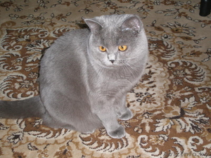Британский кот приглашает кошечку на вязку - Изображение #1, Объявление #334798