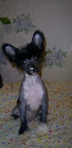 китайской хохлатой щенок мальчик(голый)