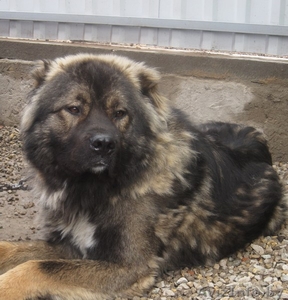 взрослую кавказскую овчарку 